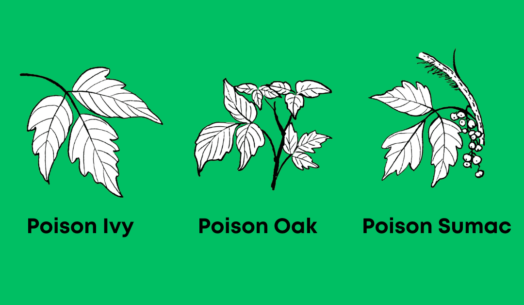 Springtime Rashes Are on the Rise: Watch Out for Poison Ivy, Oak & Sumac!