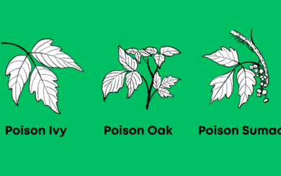 Springtime Rashes Are on the Rise: Watch Out for Poison Ivy, Oak & Sumac!