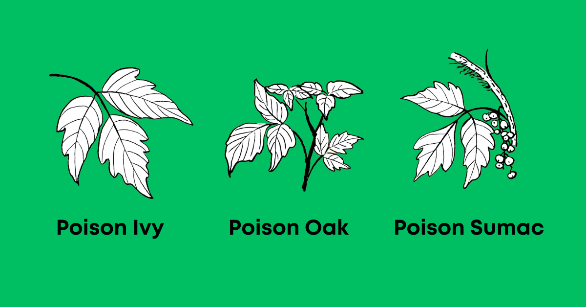 Springtime Rashes Are on the Rise: Watch Out for Poison Ivy, Oak ...